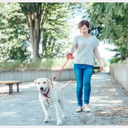 犬の散歩などあらゆる分野で急増中