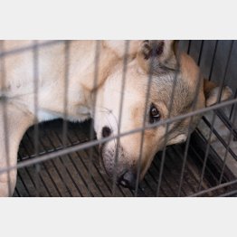 犬を手放す人が激増（写真はイメージ）