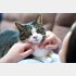 猫の世話は家族に任せて