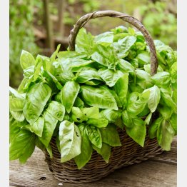 手始めにバジル（提供写真）