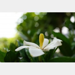 鉄格子越しにクチナシを眺め、すさみがちな心をなぐさめてきた…