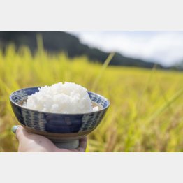 ひところもてはやされていた高級米の輸出は頓挫