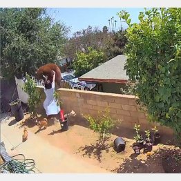 犬たちが！（ステファニーさんのインスタグラムから）