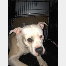 （BCHSDSのフェイスブックから）