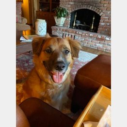 愛犬のティリー（リンダさんフェイブックから）