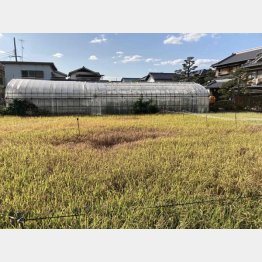 ウンカの被害に遭った田んぼ（提供写真）