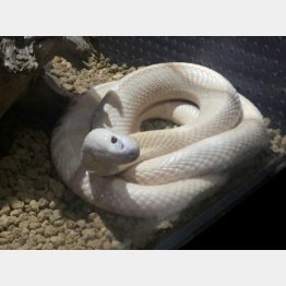 写真はイメージ