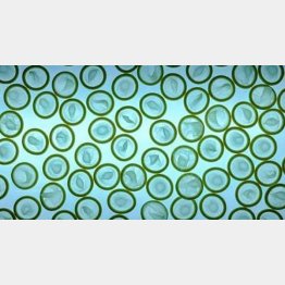 さすがの米国でも反発を招いている（ツイッターから）