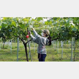 農作業で体を動かしてリフレッシュ（提供写真）