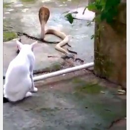 バハニ・プラサド・ダスさんのツイッターから