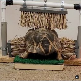 ダラス動物園のインスタグラムから