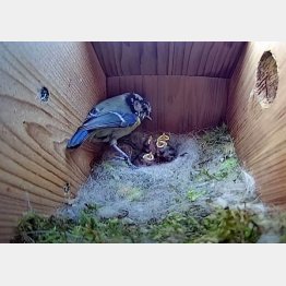 「Live Nest Box Camera 2021」から