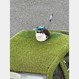 何かを伝えるかのようにこちらを見ている（Mafeotulさんのレディットの投稿から）