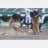 試合の合間に、水が浮き始めたグラウンドのホームベース付近に砂を入れる阪神園芸のスタッフ（Ｃ）日刊ゲンダイ