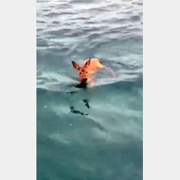 「子鹿を助けて」（ローレンス・ハードマン記者のツイッターから）