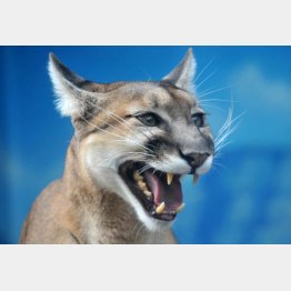 我が子に襲いかかってきた！（写真はイメージ）