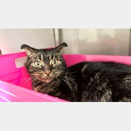 どうやって52日間も生き延びたのか？（フラールディング動物保護センターのフェイスブックから）