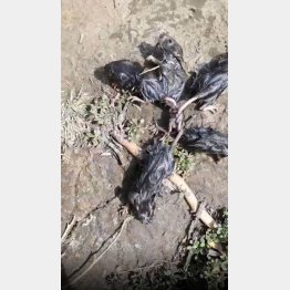 （アリブラトさんのインスタグラムから）