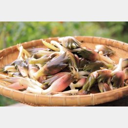 農園に通っていたときに撮影した山形由来のミョウガ（提供写真）