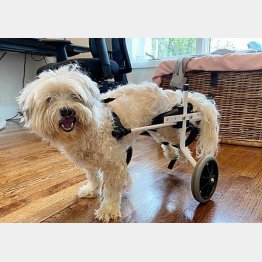 補助輪で自由に走り回れるように（フレンズ・オブ・フォー・ポーズの公式サイトから）