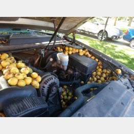 クルミがびっしり（ビルさんのフェイスブックから）