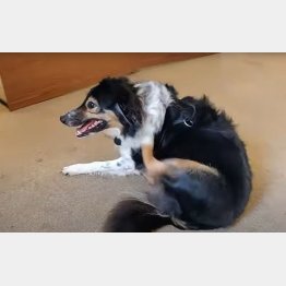 ボーダーコリーのデーブ（ケンブリッジ・インデペンデント紙のマイク・シャローム記者のユーチューブから）