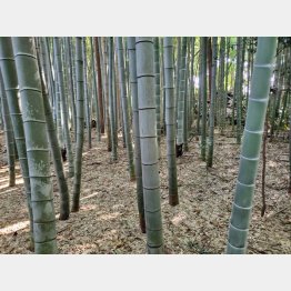 身近な竹林も管理は大変（千葉県市川市）／（Ｃ）日刊ゲンダイ