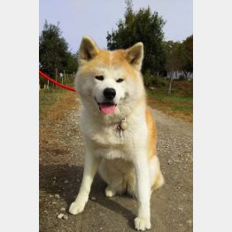 写真はイメージ