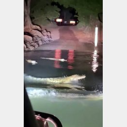 クロコダイルが車の周りを泳いでいて…（フェイスブックから）