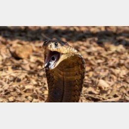 （フェイスブックから）