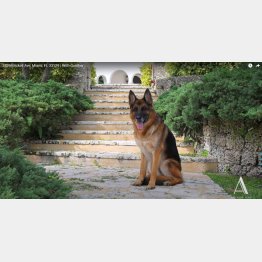 売買を仲介する米不動産会社「アソリーン・チーム」のYouTubeから