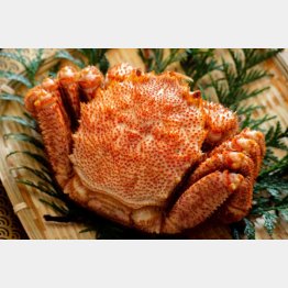 海産物の返礼品は人気