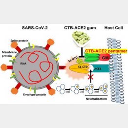 仕組みはメチャ複雑（論文が掲載された「Molecular Therapy」から）