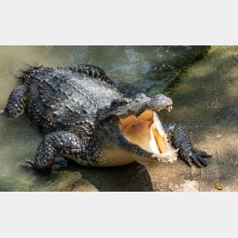 写真はイメージ（Ｃ）iStock