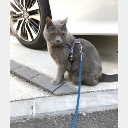 写真はイメージ（Ｃ）日刊ゲンダイ