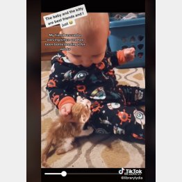 優しく猫の頭を撫でるソジャーナちゃん（リディアさんのティックトックから）