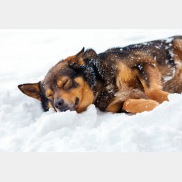 写真はイメージ（Ｃ）PIXTA