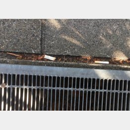 SC周辺の歩道にポイ捨てされた吸い殻…（Ｃ）日刊ゲンダイ