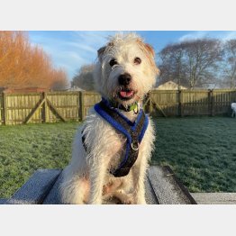 バディー（英ブレントノール動物センターの公式サイトから）