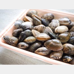 減少の一途をたどる国内産アサリ