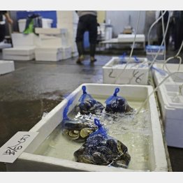 熊本産アサリ出荷停止で、アサリの扱いなくハマグリを置いている熊本地方卸売市場（Ｃ）共同通信社