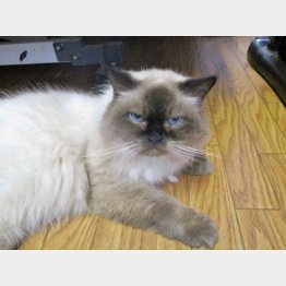 13歳になった今でも元気なマヤ（提供写真）