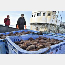 北方四島周辺で採れる活ウニ。従前はロシア船籍で北海道根室市の花咲港に「輸入」されていたが…（Ｃ）共同通信社