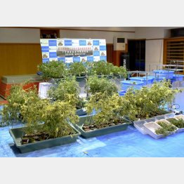 名古屋市内のマンションから押収された大麻草＝1月31日午後、名古屋・中署（Ｃ）共同通信社