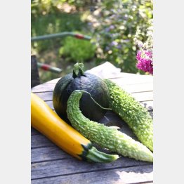 栽培するかどうかで悩むズッキーニ、カボチャ、ゴーヤー（提供写真）