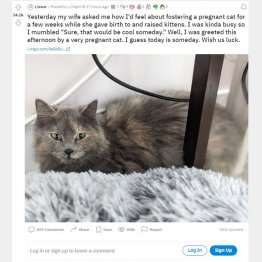 （ジェフさんのレディットへの投稿から）