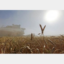 小麦は高騰（ロシアの小麦畑）／（Ｃ）ロイター共同