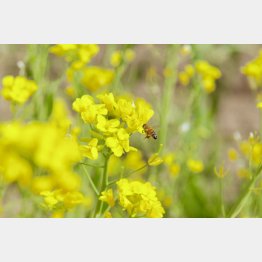 菜の花が咲き終わるまでにジャガイモのタネイモを植える（提供写真）