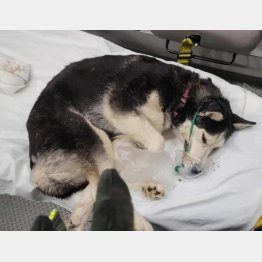 （ツイッターから）