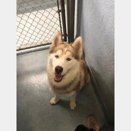 行方不明になっていたジャシャー（米コーラルスプリングス市警動物愛護課のフェイスブックから）